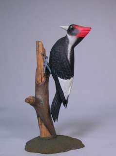 Extinct Rediscovered Ivory Billed Woodpecker/Birdhug  
