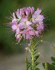 Cleome, Rocky Mountain Bee Plant, RARE seeds (A0001)  