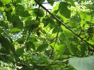 Cornus mas Dogwood Cornelian cherry 20 seeds stratifica  