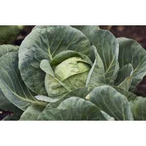  Organic Golden Acre Cabbage   1/32oz. Bulk Vegetable Seed 