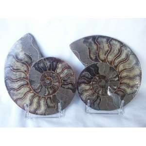   and polished Ammonite Fossil (Madagascar), 2.29.12 
