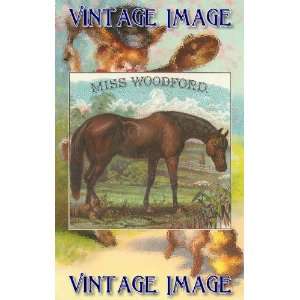   Fridge Magnet Horses Miss Woodford Vintage Image: Home & Kitchen