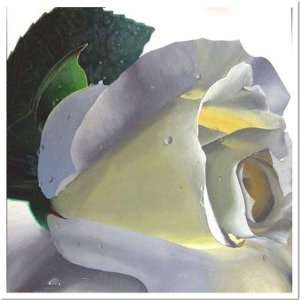 Trademark Global Graceful Rose by Roderick Stevens, Canvas 