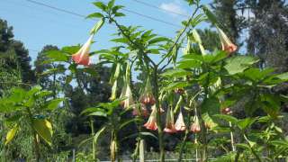 Angel Trumpet Brugmansia Pink Tree Bloom Cuttings No Roots  