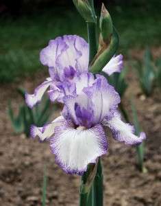 Autumn Circus Tall Bearded Iris Re blooming  