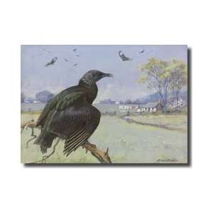  Black Vulture On A Branch While Many More Fly Giclee Print 