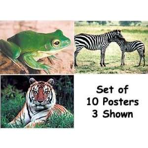 Real Life Learning Posters   Wild Animals 