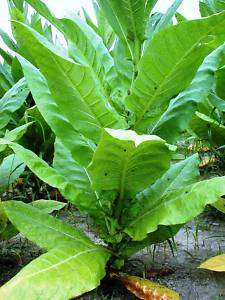 2000+Tobacco seeds Virginia Bright Leaf MILD SMOKE RYO*  