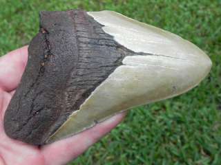 75f Megalodon Fossil Shark Tooth 100% GENUINE FOSSIL !!  
