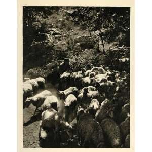  1935 Sheep Herd Crete Grece Island Mountains Rene Zuber 