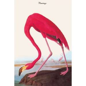  Flamingo by John Woodhouse Audubon 12x18
