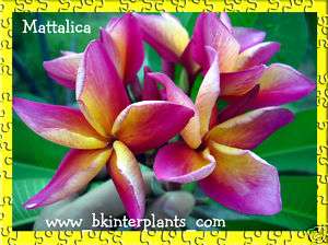 Plumeria with Rooted Mattalica Beautiful & Kiss RARE  