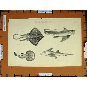   Antique Print C1800 1870 Thornback Rabbit Fish Torpedo: Home & Kitchen