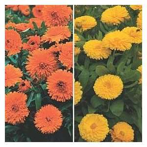   & Morgan Calendula (Marigold) Duo Flower Seeds Patio, Lawn & Garden