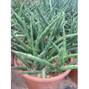 Sanseveira Gracilis Cactus Plant 