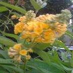 Sungold Butterfly Bush Plant