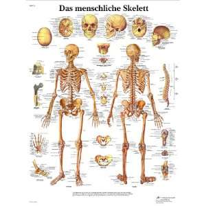 3B Scientific Lehrtafel   Das menschliche Skelett  Küche 
