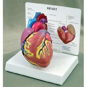  Galloway Plastics Human Anatomy Models; Heart Model, 2 