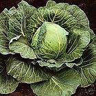 Early Flat Dutch Cabbage Vegetable 250 Seeds + Free Gift  