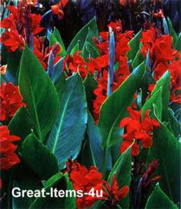 GIANT Scarlet Red CANNA Lily SEEDS LOT of 36  