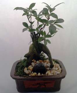 Chinese Ginseng Bonsai Tree   Ficus   Etched Brick Pot/Exposed Roots 