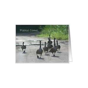  Canadian Geese Nature Photo Party Invitation Card Card 