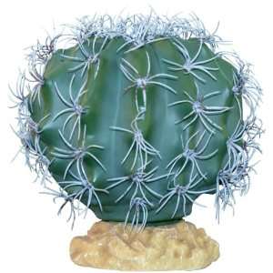  Zilla Desert Plant   Melon Cactus 9