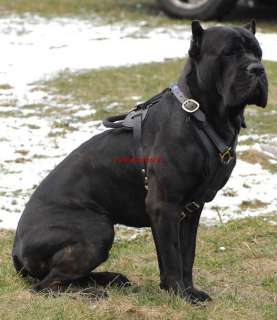 Best Handcrafted Leather Dog Harness H10 Cane Corso  