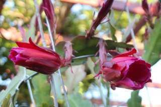 Epiphyllum Cutting this epi will produce EXTRA LARGE gorgeous flowers 