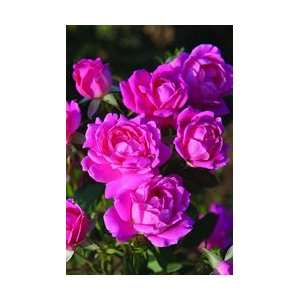  Pink Double Knock Out® Rose   #1 container: Patio, Lawn 