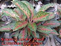 Aglaonema Variegated Siam Red Tropical House Plant  