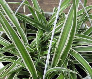 Reverse Variegated Spider Plant   Easy to Grow   Cleans the Air   4 