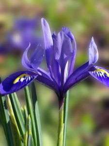 50 PURPLE OREGON IRIS Tenax ToughLeaf Iris Flower Seeds  