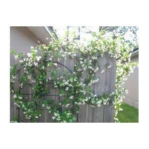  Confederate Jasmine (2 to 3 Year Plants) 24 30 Tall 