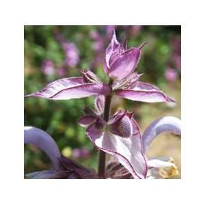   Essential Oil 1oz (Salvia Sclarea)   origin Bulgaria  30ml Beauty