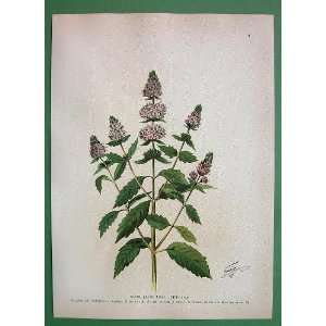 MEDICINAL PLANTS Peppermint Mentha Piperita   Antique Print Color 