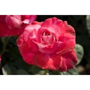  Giorls Night Out Rose Seeds Packet: Patio, Lawn & Garden