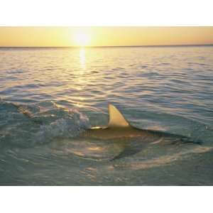 The Fin of a Lemon Shark Pokes Above the Waters Surface at Sunset 