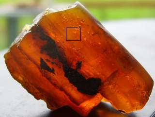   rain forest dominican amber is estimated to be 20 to 40 million