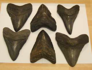 IDD fossils MEGALODON shark tooth fossil 114mm 4.5 inch  
