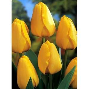  Darwin Hybrid Tulip Golden Parade 25 Bulbs Patio, Lawn & Garden