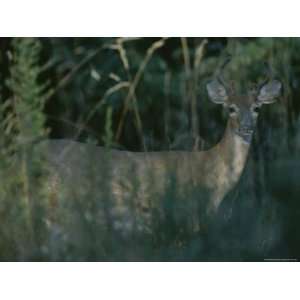  White Tailed Deer with Velvet Covered Antlers Stretched 