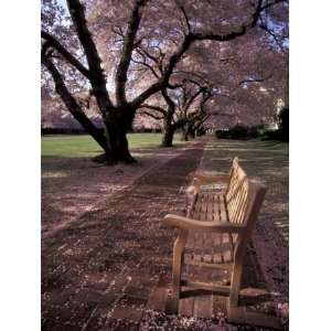  Japanese Cherry Trees at the University of Washington 